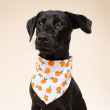 The Paws Clementine Dog Bandana